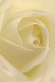 Drawn gently into the luminous center of a cream-white rose, this image conjures an intimacy akin to strolling through Belgravia's tranquil garden squares on a quiet morning. Petals unfurl in a spiral of silken softness, each one weightless and layered with barely-there shadows that create both depth and emotion. There's a serene radiance throughout, as if the bloom absorbs and amplifies the subtle natural light of Belgravia's tree-lined avenues. The composition is more than floral-it's a story of reverence, ideal for expressing admiration, sympathy, or the joyful promise of new beginnings for clients throughout Eaton Place and Ebury Street. The fragrance, imagined but no less tangible, drifts lightly in the air-subtle, sweet, and evocative of grace. In this close perspective, one feels not only the artistry woven into every petal but also the heartfelt connection between Belgravia's florists and the moments they help commemorate.